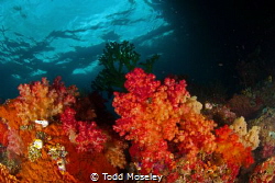 Soft corals of Misool by Todd Moseley 